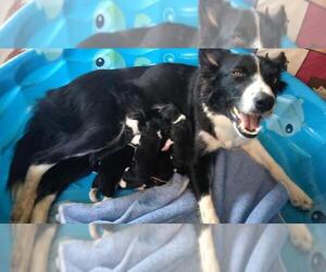 Border Collie Litter for sale in COLORADO SPRINGS, CO, USA