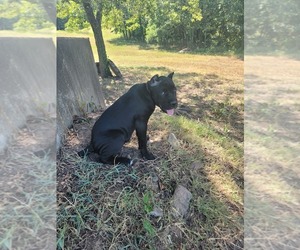 Cane Corso Litter for sale in BUNCH, OK, USA