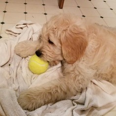 Goldendoodle Litter for sale in BURTON, OH, USA