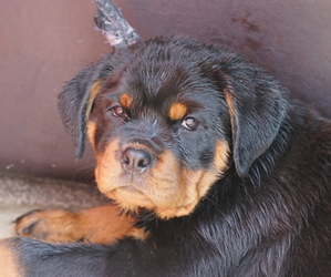 Rottweiler Litter for sale in WAKARUSA, IN, USA