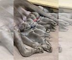 Small Photo #1 Labrador Retriever Puppy For Sale in CLINTON, SC, USA