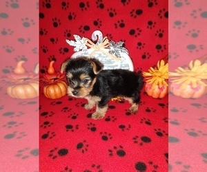 Yorkshire Terrier Litter for sale in LAPEER, MI, USA