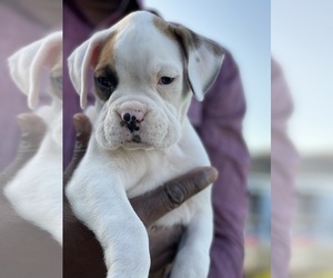 Boxer Litter for sale in ROCKLEDGE, FL, USA