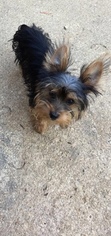 Yorkshire Terrier Litter for sale in MONTGOMERY, AL, USA
