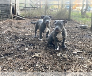 American Bully Litter for sale in BEULAVILLE, NC, USA