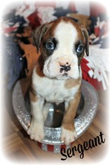 Boxer Litter for sale in CLAYTON, NJ, USA