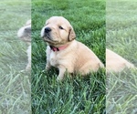 Small Photo #1 Golden Retriever Puppy For Sale in KENNEWICK, WA, USA