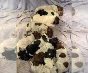 German Shorthaired Pointer Litter for sale in SPARTA, WI, USA