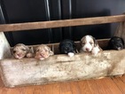 Small Photo #1 Aussiedoodle Puppy For Sale in ODIN, IL, USA