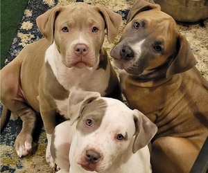 American Bully Litter for sale in ELLENSBURG, WA, USA