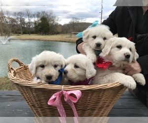 Great Pyrenees Litter for sale in CHRISTIANA, TN, USA