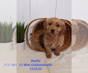 Medium Goldendoodle (Miniature)