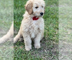 Golden Retriever-Goldendoodle Mix Litter for sale in MICANOPY, FL, USA