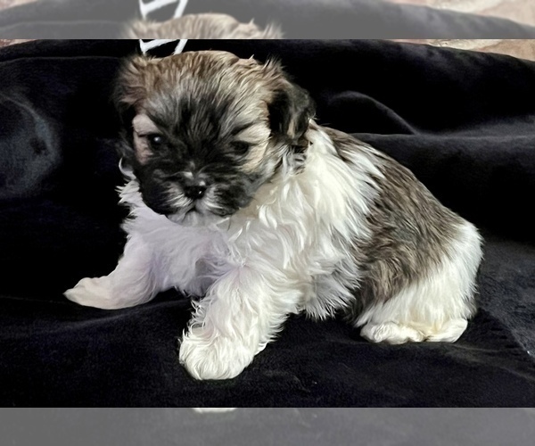 Medium Photo #1 Mal-Shi Puppy For Sale in AMARILLO, TX, USA