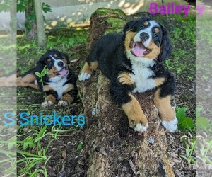 Bernese Mountain Dog Litter for sale in FRESNO, OH, USA