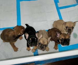 French Bulldog Litter for sale in ROSWELL, GA, USA