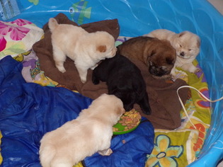 Chow Chow Litter for sale in BOON, MI, USA