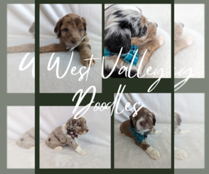 F2 Aussiedoodle Litter for sale in SURPRISE, AZ, USA