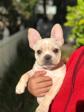 Medium Photo #1 French Bulldog Puppy For Sale in LAKELAND, FL, USA