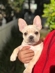 French Bulldog Litter for sale in LAKELAND, FL, USA