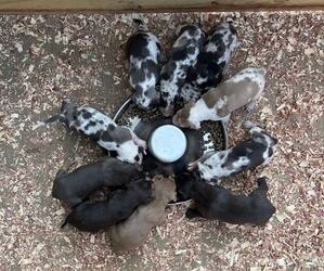Catahoula Leopard Dog Litter for sale in GERMANTOWN, IL, USA