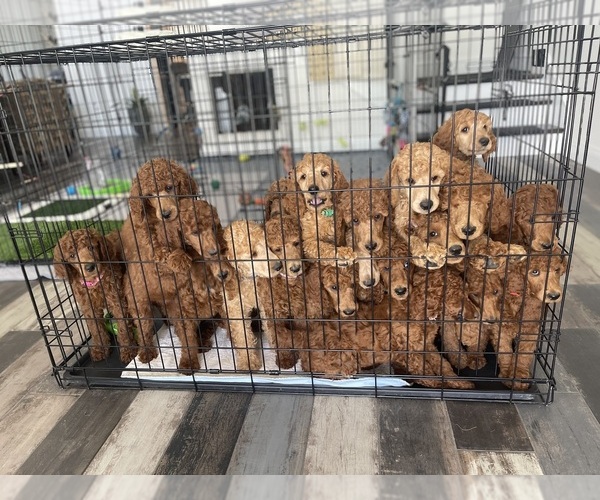Medium Photo #1 Poodle (Standard) Puppy For Sale in RIVERSIDE, CA, USA
