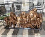 Small Photo #1 Poodle (Standard) Puppy For Sale in RIVERSIDE, CA, USA