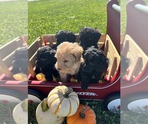 Miniature Labradoodle Litter for sale in PURLEAR, NC, USA