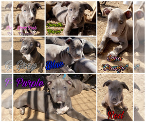 American Pit Bull Terrier Litter for sale in WESTON, WV, USA