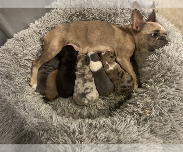 Medium Photo #1 Faux Frenchbo Bulldog Puppy For Sale in BELLEFONTAINE, OH, USA