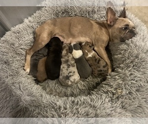 Faux Frenchbo Bulldog Litter for sale in BELLEFONTAINE, OH, USA