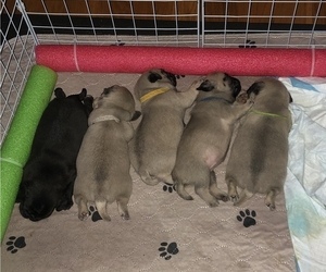 Pug Litter for sale in CLARKSVILLE, TN, USA