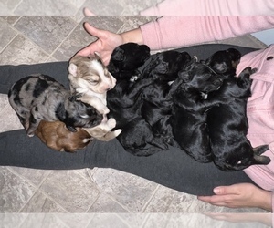Aussiedoodle Miniature Litter for sale in LEXINGTON, GA, USA