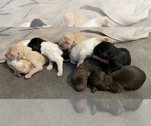 Double Doodle Litter for sale in HUMBLE, TX, USA