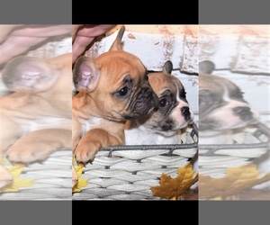 French Bulldog Litter for sale in COVINGTON, LA, USA