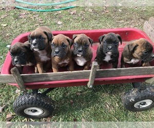 Boxer Litter for sale in SHELL KNOB, MO, USA