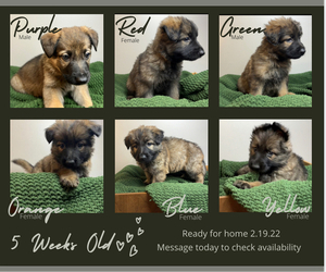 German Shepherd Dog Litter for sale in DECATUR, IL, USA