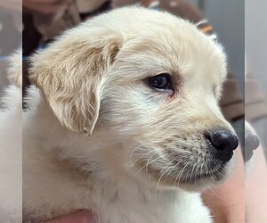 Golden Retriever Litter for sale in WOOSTER, OH, USA