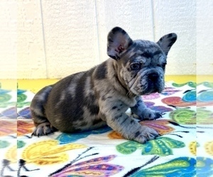 French Bulldog Litter for sale in BOAZ, AL, USA