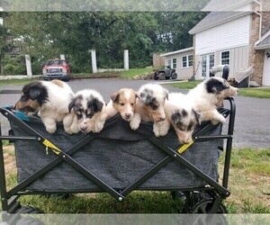 Collie Litter for sale in LANGHORNE, PA, USA