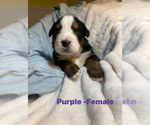 Bernese Mountain Dog Litter for sale in MEAD, WA, USA