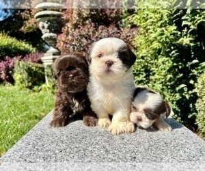Shih Tzu Litter for sale in HAYWARD, CA, USA