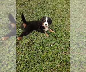 Bernese Mountain Dog Litter for sale in POUND, VA, USA