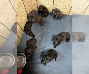 Labrador Retriever Litter for sale in FAIRVIEW, OK, USA