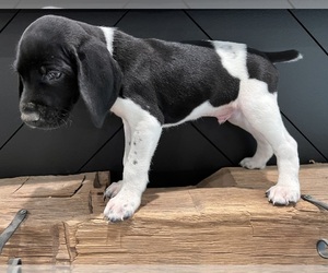 German Shorthaired Pointer Litter for sale in OWOSSO, MI, USA