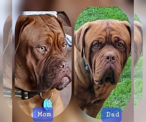 Dogue de Bordeaux Litter for sale in MIDDLETOWN, OH, USA