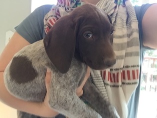 German Shorthaired Pointer Litter for sale in MOSCA, CO, USA