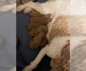 Goldendoodle Litter for sale in ANNA, IL, USA