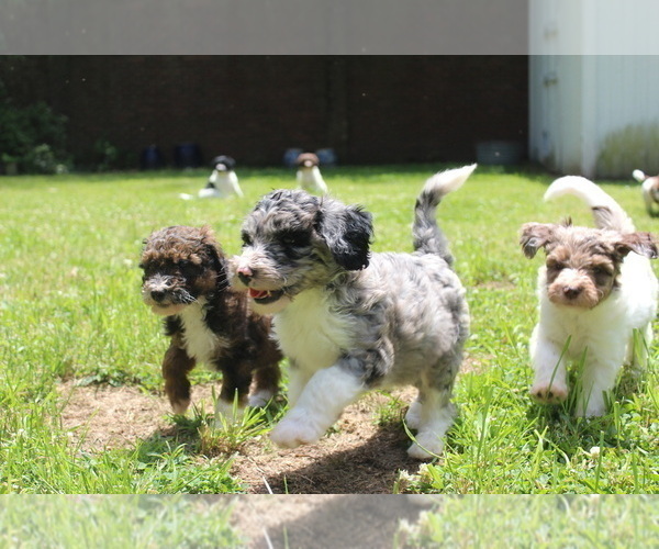 Medium Photo #1 F2 Aussiedoodle Puppy For Sale in KINSTON, NC, USA