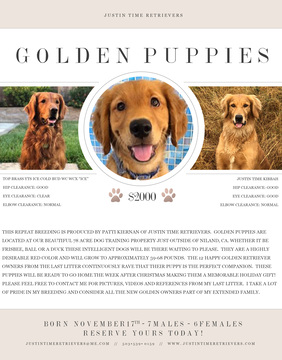 Medium Photo #1 Golden Retriever Puppy For Sale in NILAND, CA, USA